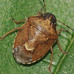 Rubiconia intermedia